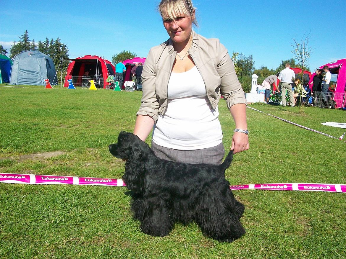 Amerikansk cocker spaniel Birkely's Catch The Wind  billede 5