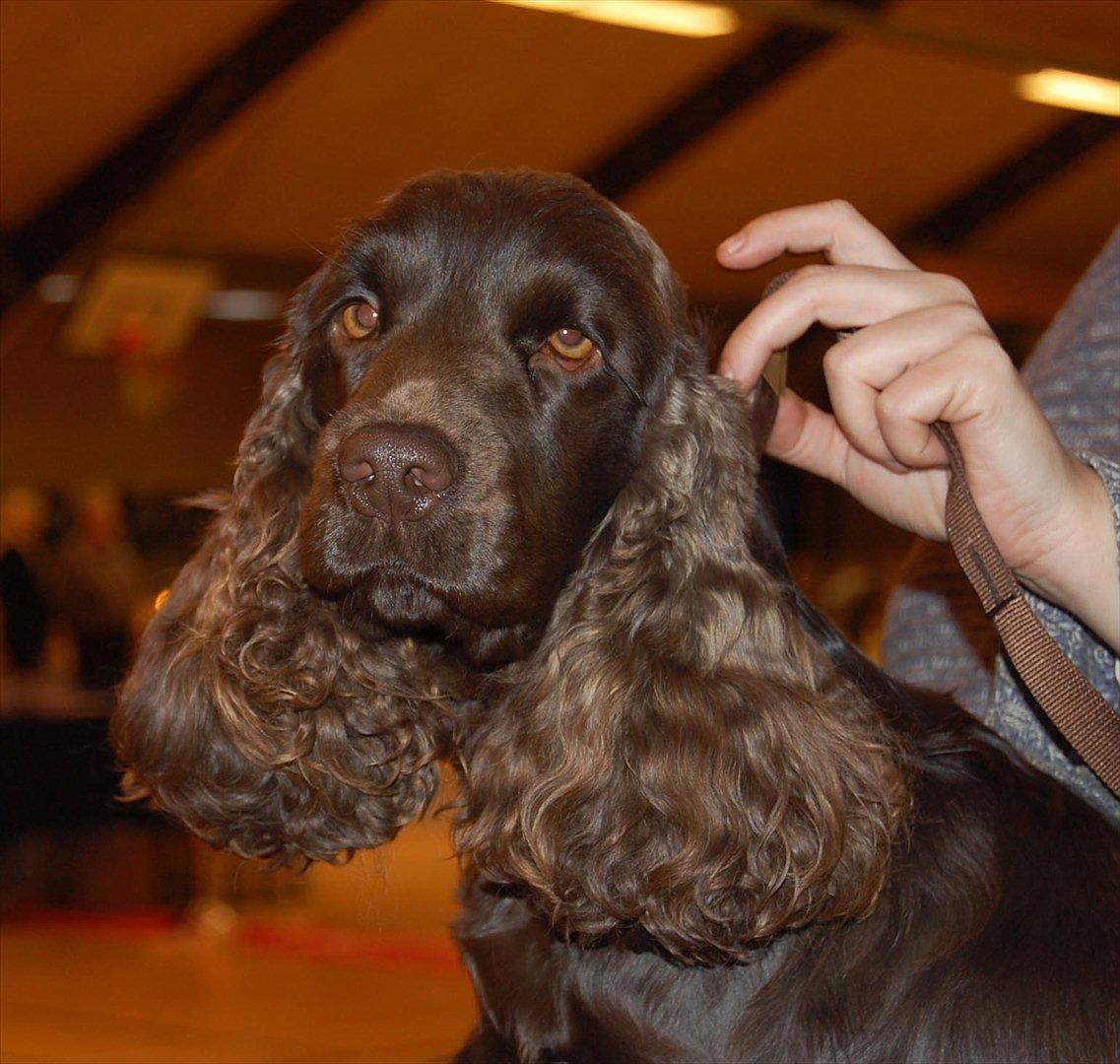 Cocker spaniel Boots-Cocker Tellus billede 1