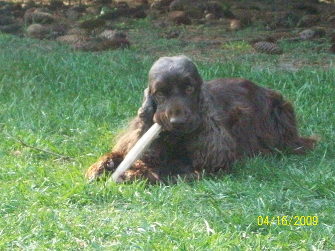 Cocker spaniel Boots-Cocker Tellus billede 2