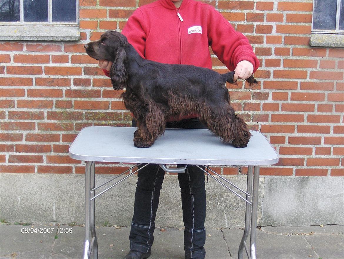 Cocker spaniel Boots-Cocker Tellus billede 3