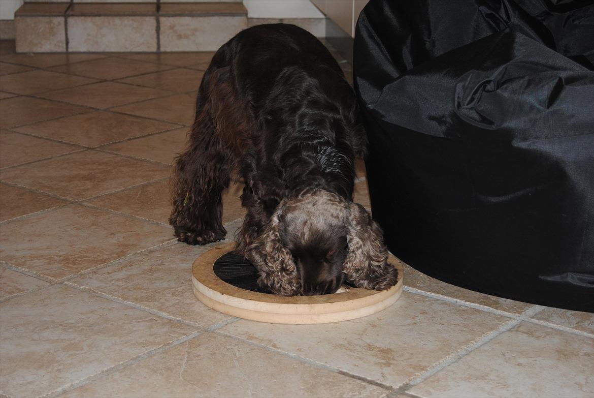 Cocker spaniel Boots-Cocker Tellus billede 4