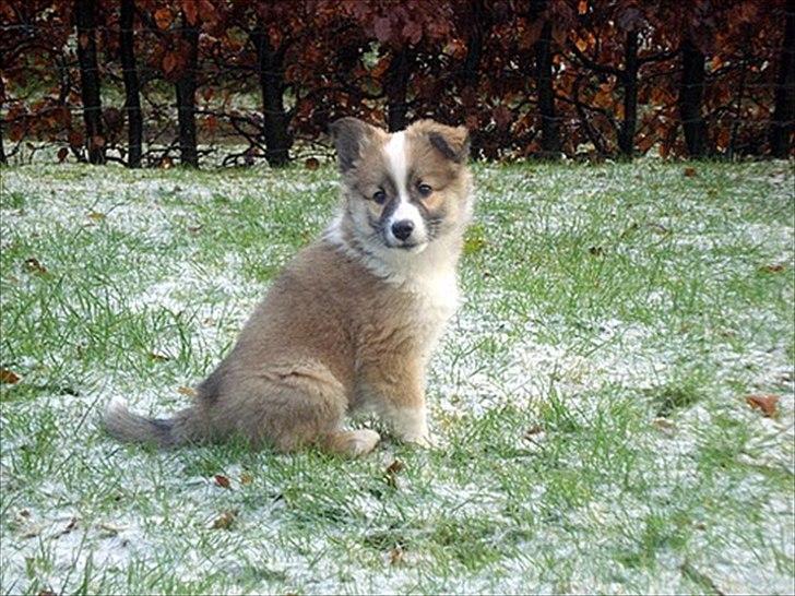 Islandsk fårehund Saga - Mig i sådan noget koldt hvidt noget... mine mennesker siger det hedder "sne" og min storebror vælter rundt og ruller sig i det... men han er altså også lidt underlig. billede 5