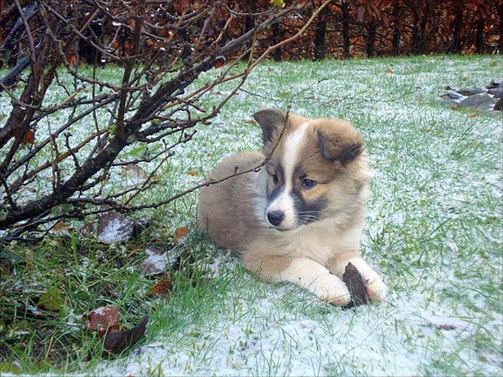 Islandsk fårehund Saga - Her er jeg så med et fantastisk stykke råddent træ... min mor kan ikke finde ud af, hvor jeg skaffer det henne... sig til hvis i skal have et tip. billede 11