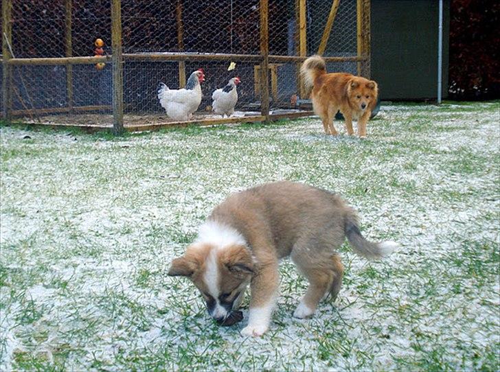 Islandsk fårehund Saga - Mig, min storebror og de store dumme gok-dyr som man ikke må gø ad... Hvorfor må man egentlig ikke det?! billede 17