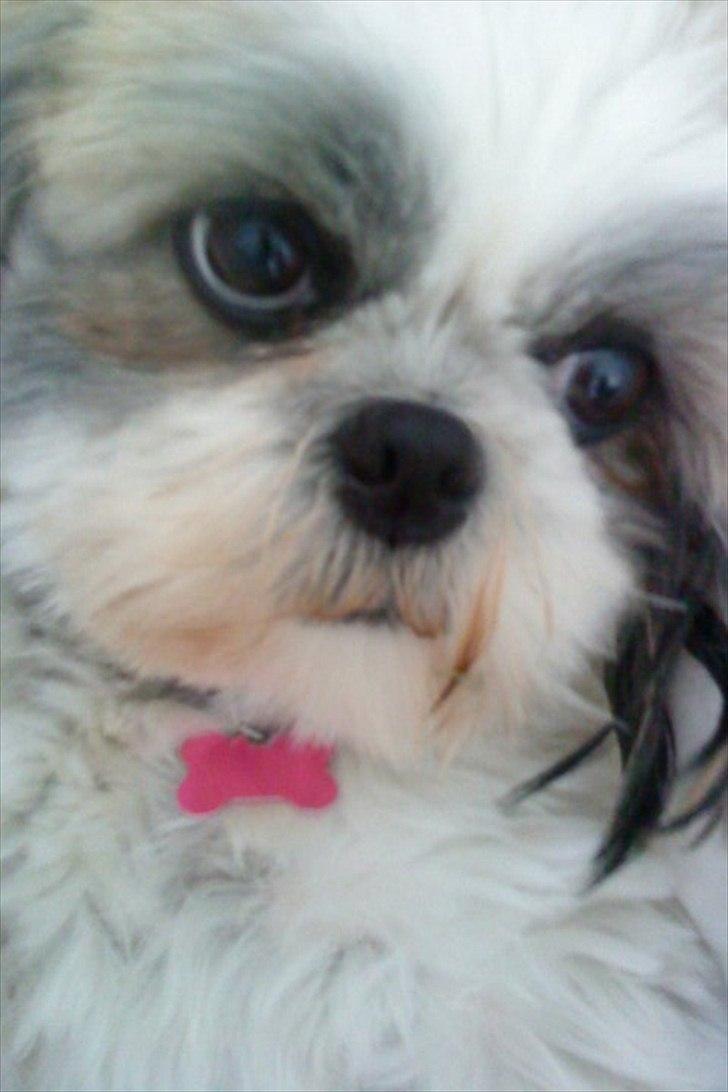Shih tzu Smilla billede 3