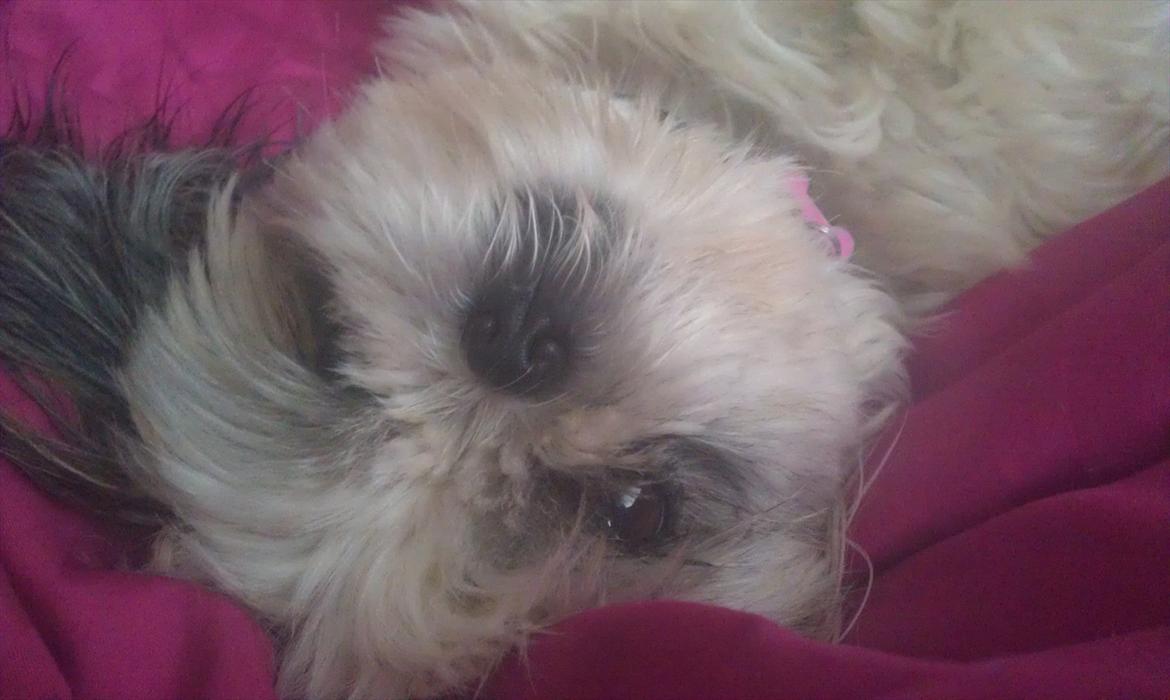 Shih tzu Smilla - "Din seng er da dejlig. Skal jeg virkeligt ned?" billede 4