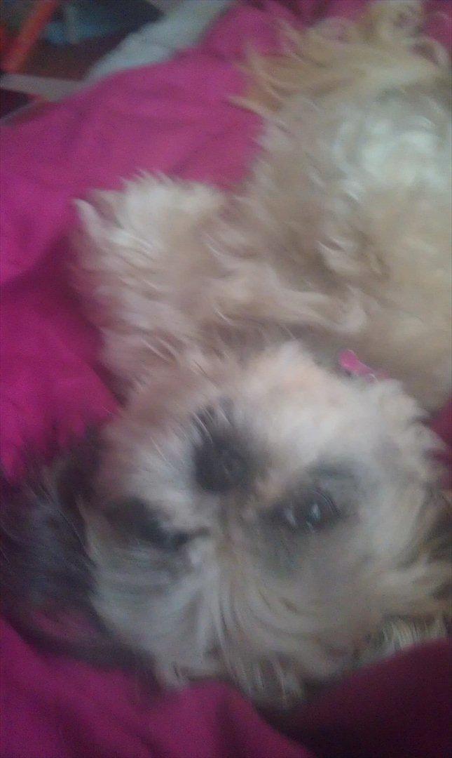 Shih tzu Smilla billede 5