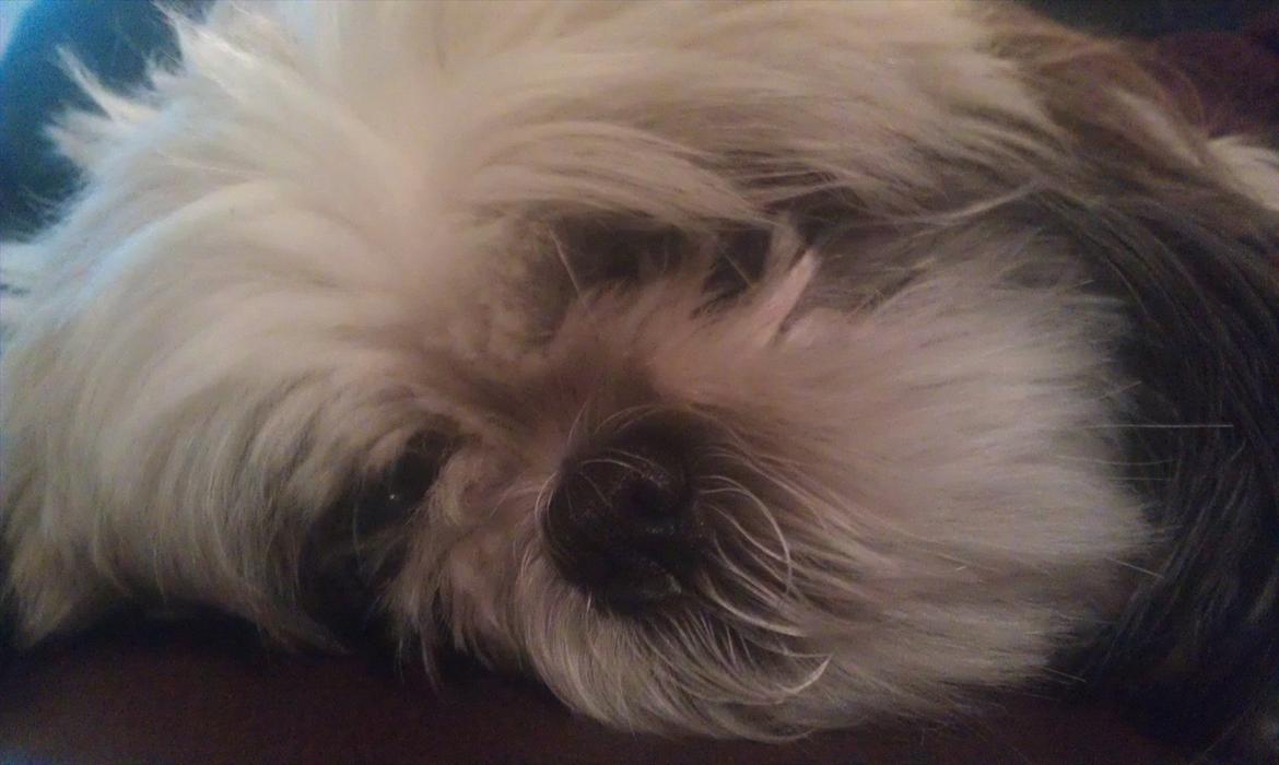 Shih tzu Smilla - En lille lur er vel okay? billede 1