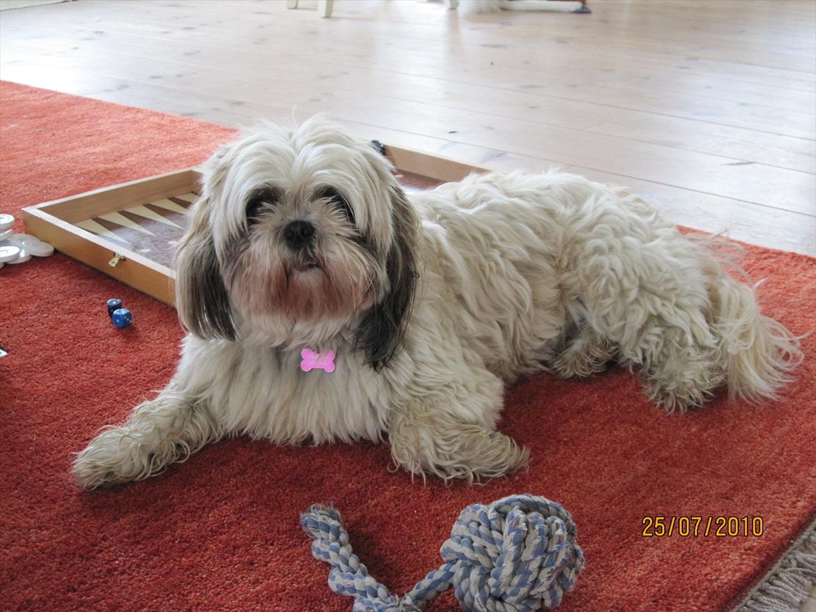 Shih tzu Smilla billede 6