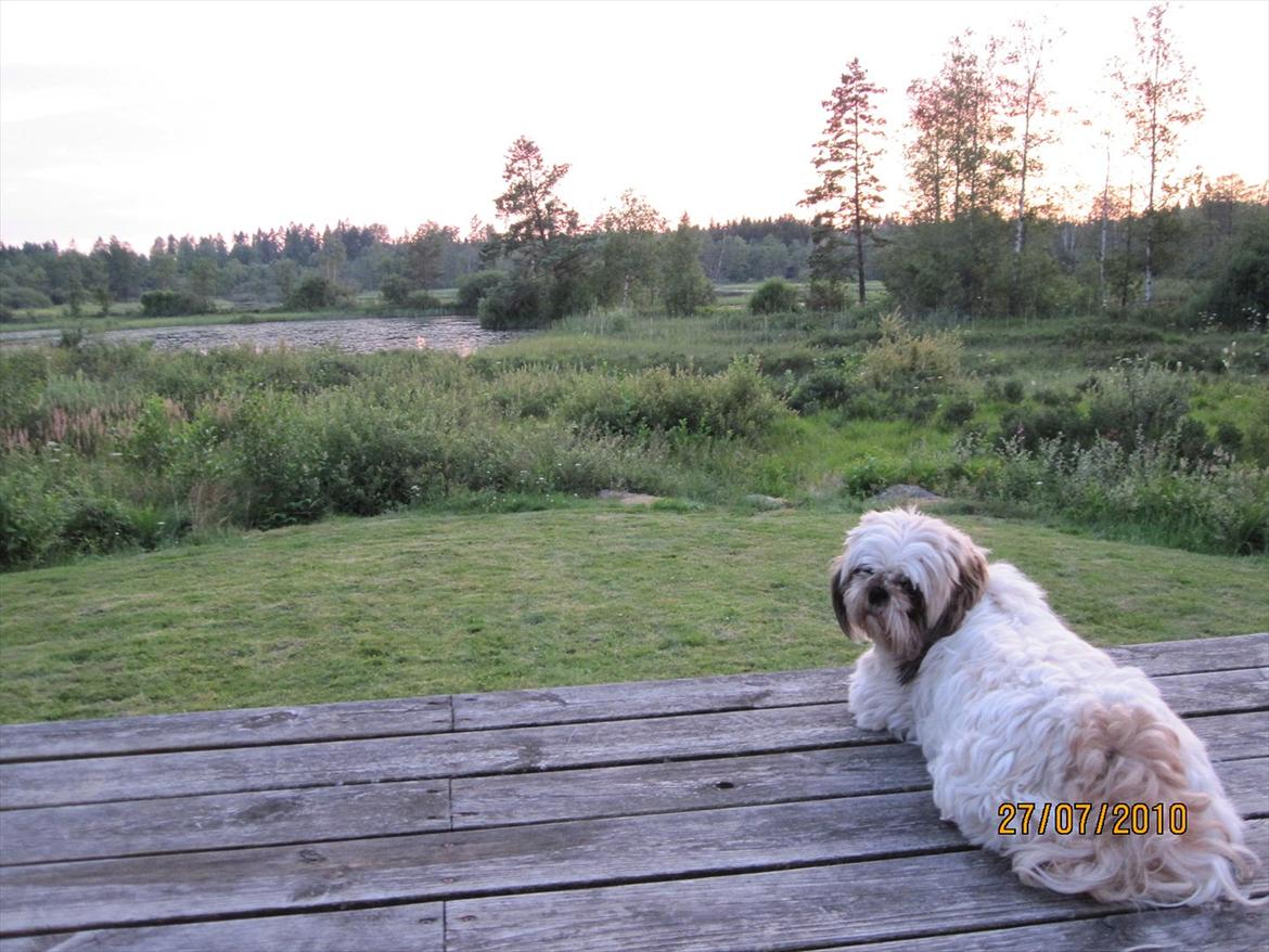 Shih tzu Smilla - nyder en dejlig solnedgang billede 7