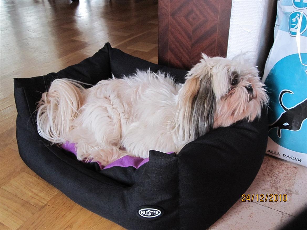 Shih tzu Smilla billede 8