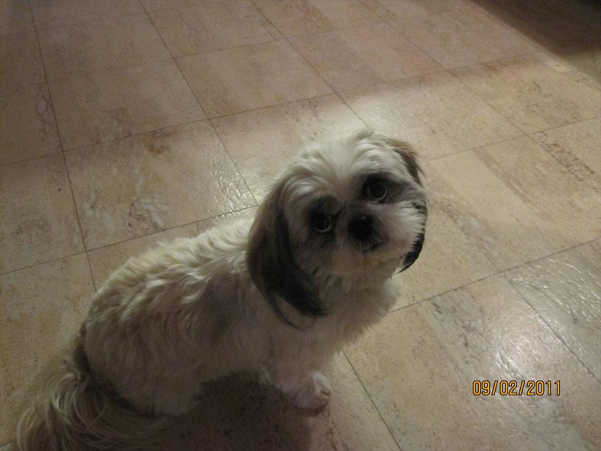 Shih tzu Smilla billede 9