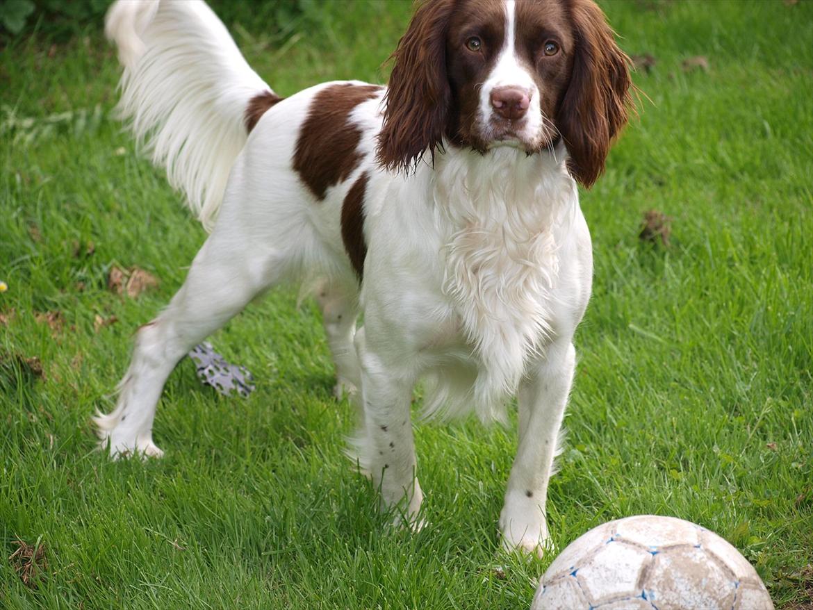 Field Trial spaniel Enya - Enya med sine smukke faner billede 1