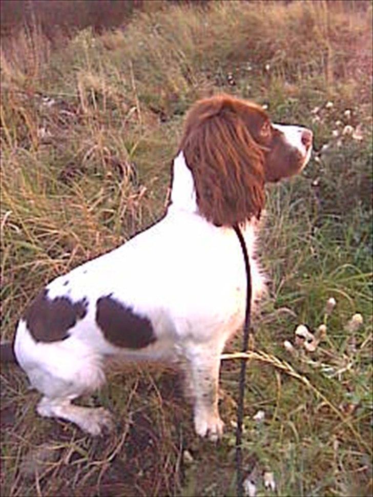 Field Trial spaniel Enya - På andetræk - vi venter spændt... billede 2