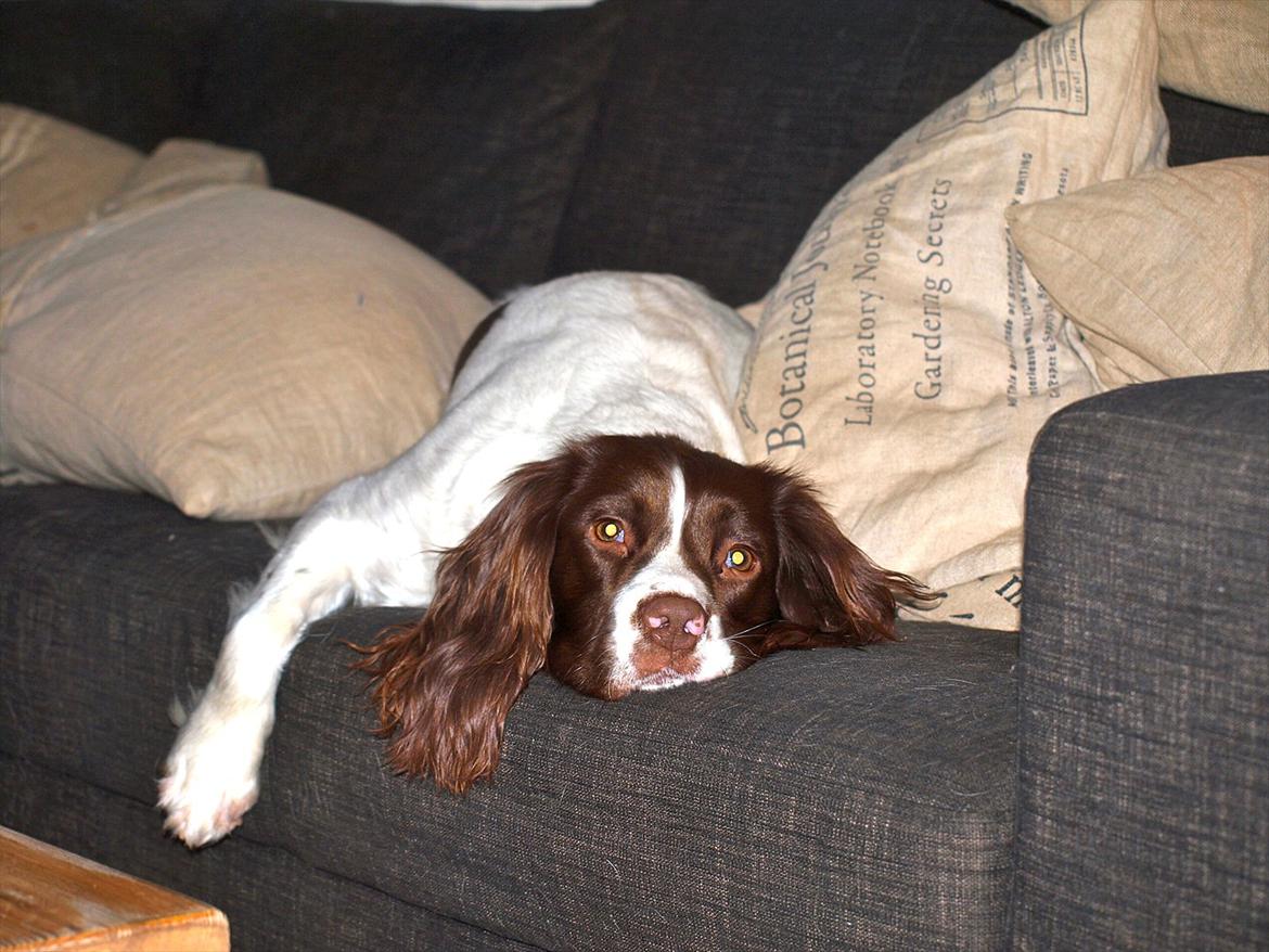 Field Trial spaniel Enya - Dejligt træt efter jagt billede 3