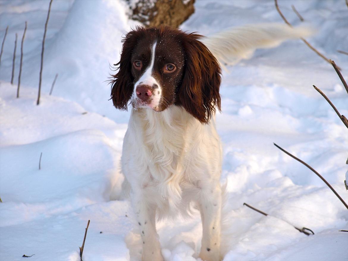 Field Trial spaniel Enya billede 4