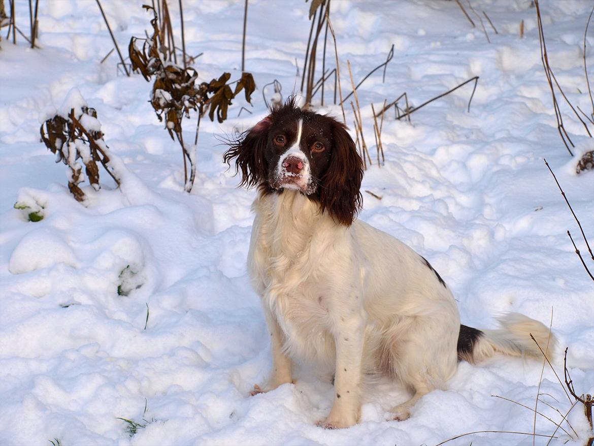Field Trial spaniel Enya billede 5