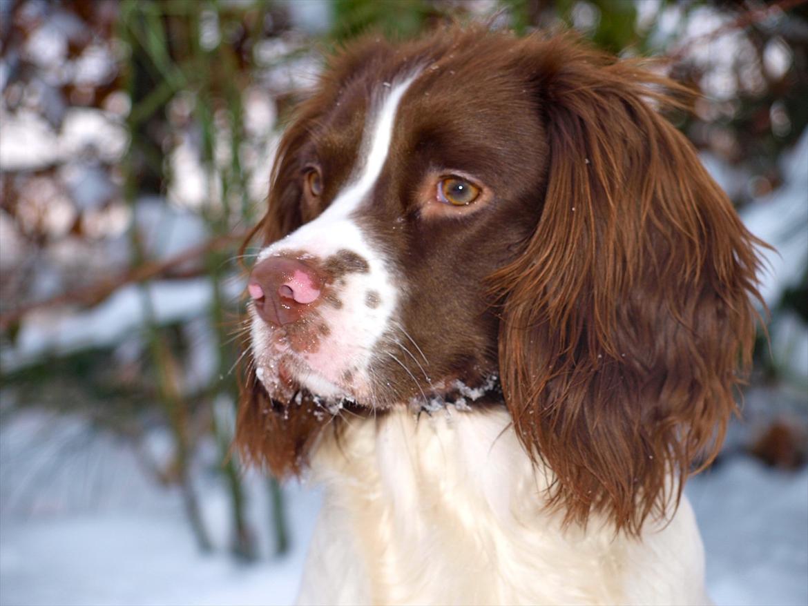 Field Trial spaniel Enya billede 6