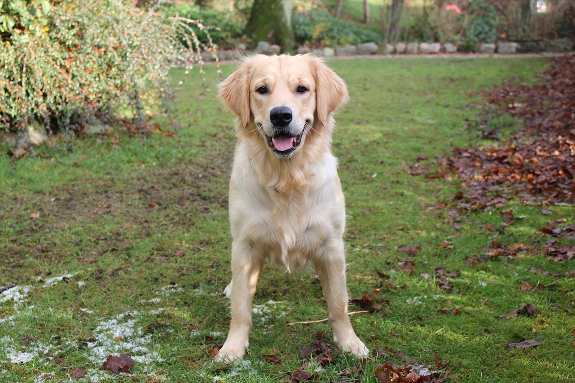Golden retriever Liva - Frække hund ;)
d. 5. december 2011 billede 18