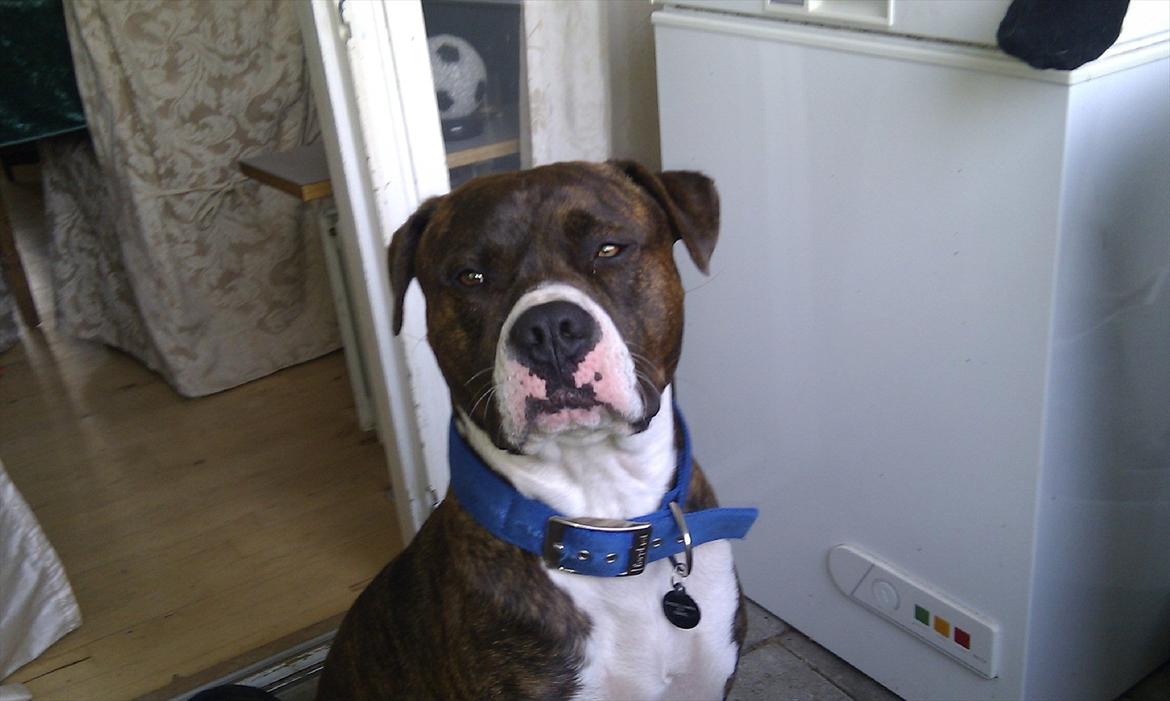 Amerikansk staffordshire terrier Balder billede 15