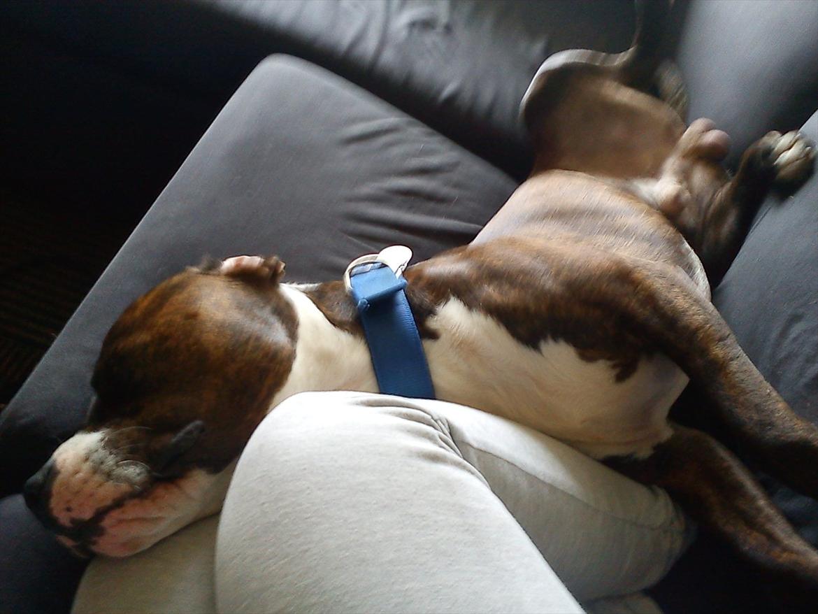 Amerikansk staffordshire terrier Balder billede 16