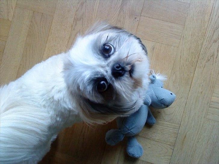 Shih tzu Smilla billede 10