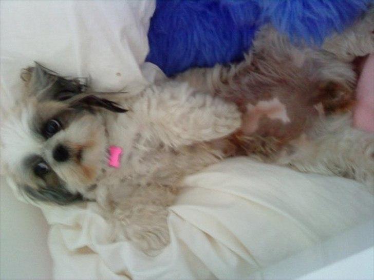 Shih tzu Smilla billede 11