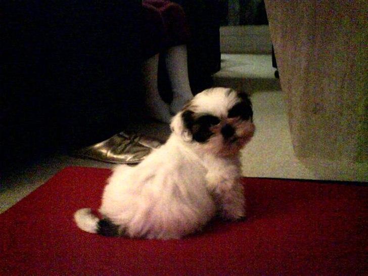 Shih tzu Smilla - 8 uger og 2 dage gammel. Den dag vi hentede hende. Hun er på størelse med mine sko :) billede 2