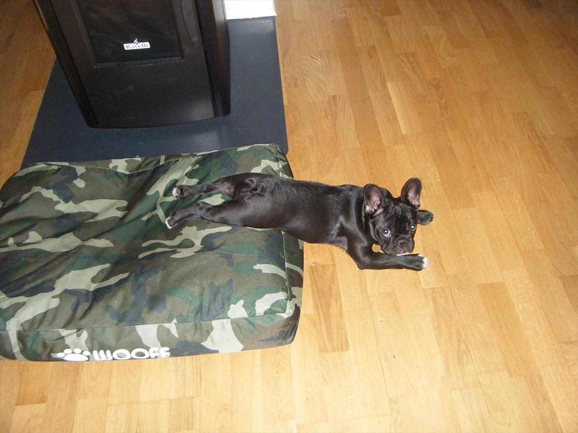 Fransk bulldog Liva billede 4