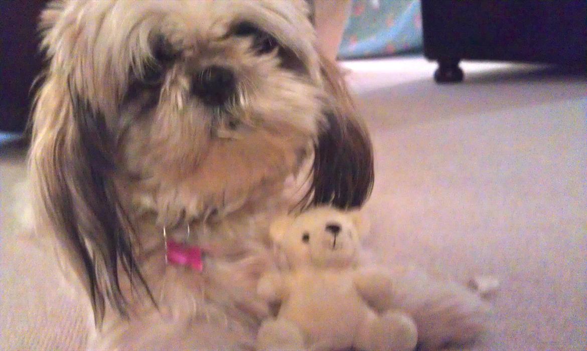 Shih tzu Smilla billede 12