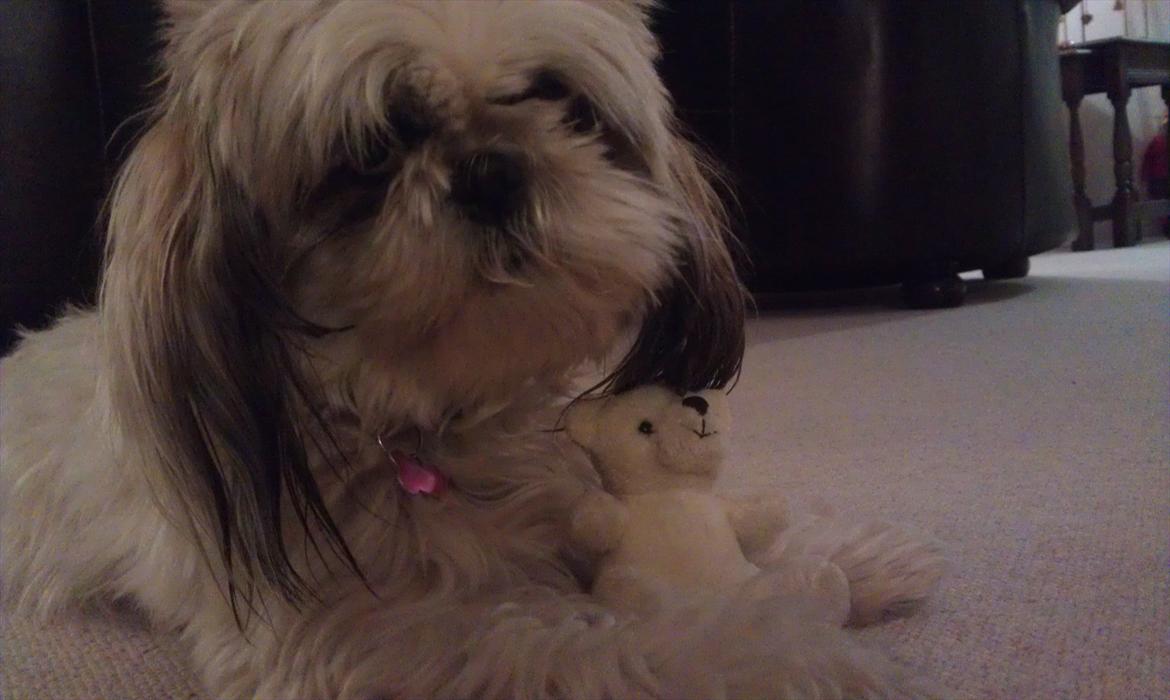 Shih tzu Smilla billede 13