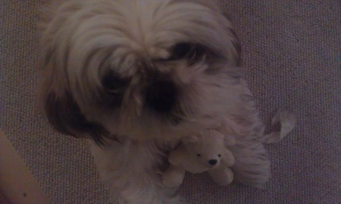 Shih tzu Smilla billede 14