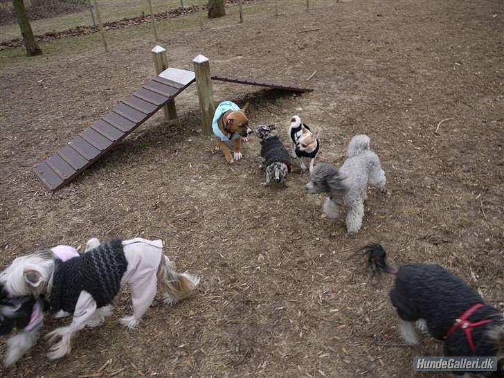 Chihuahua Gismo//Gisser. billede 9