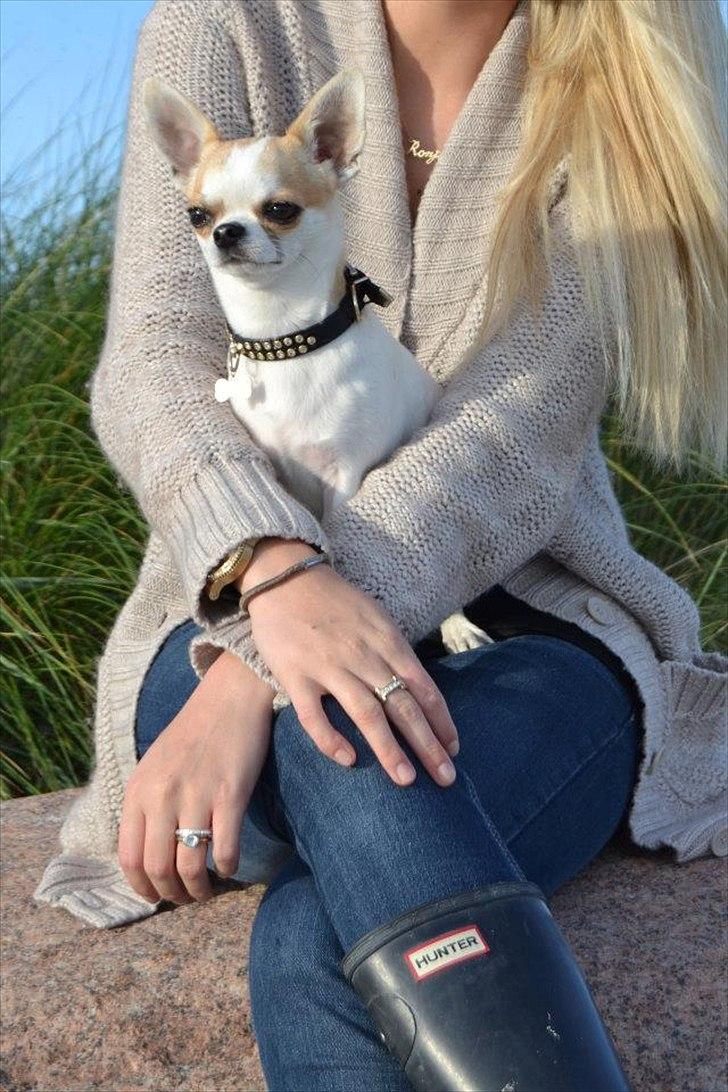 Chihuahua Gismo//Gisser. billede 1