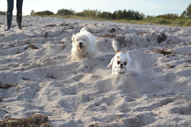 Chihuahua Gismo//Gisser. billede 10