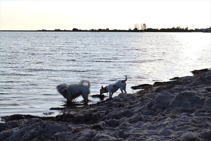 Chihuahua Gismo//Gisser. billede 11