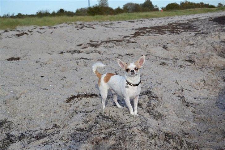Chihuahua Gismo//Gisser. billede 12