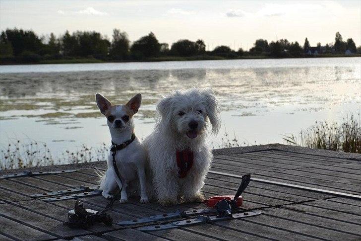 Chihuahua Gismo//Gisser. billede 13