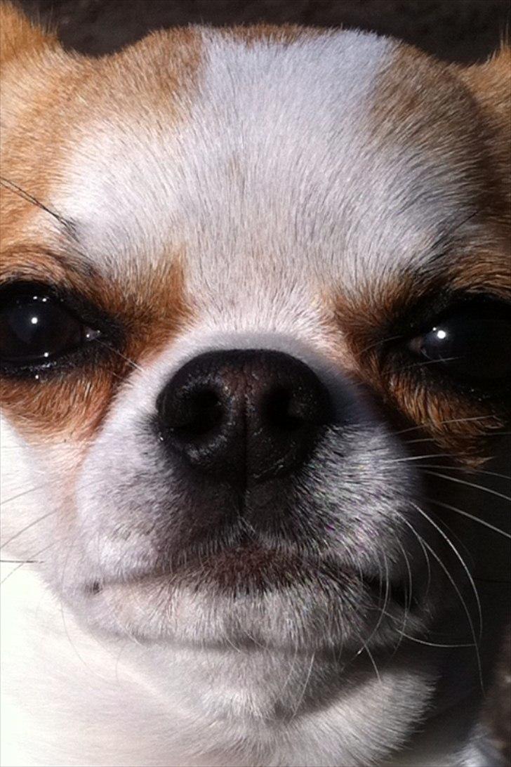 Chihuahua Gismo//Gisser. billede 14