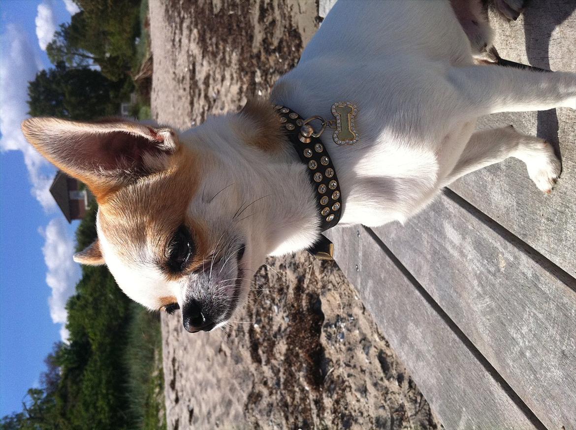 Chihuahua Gismo//Gisser. billede 15