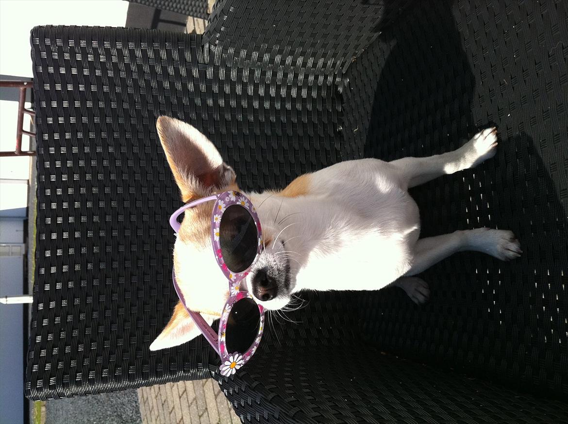 Chihuahua Gismo//Gisser. billede 16