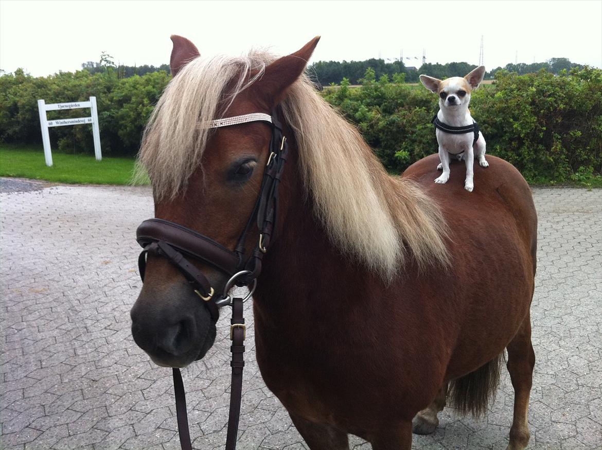 Chihuahua Gismo//Gisser. billede 17