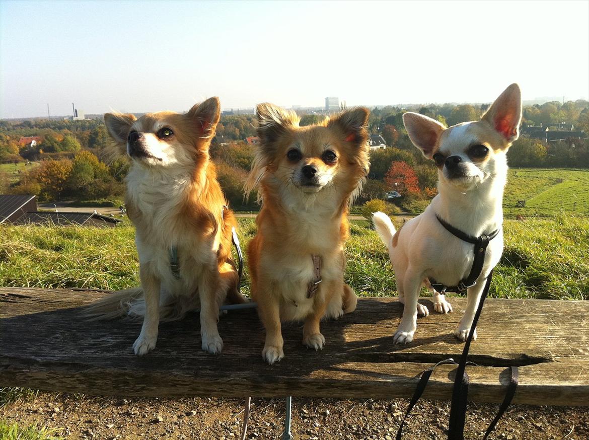 Chihuahua Gismo//Gisser. billede 18