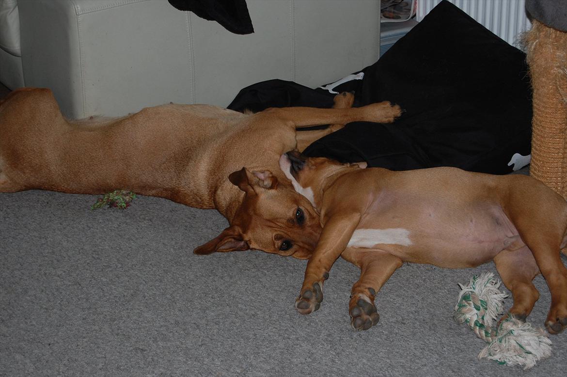 Blanding af racer Lady billede 15