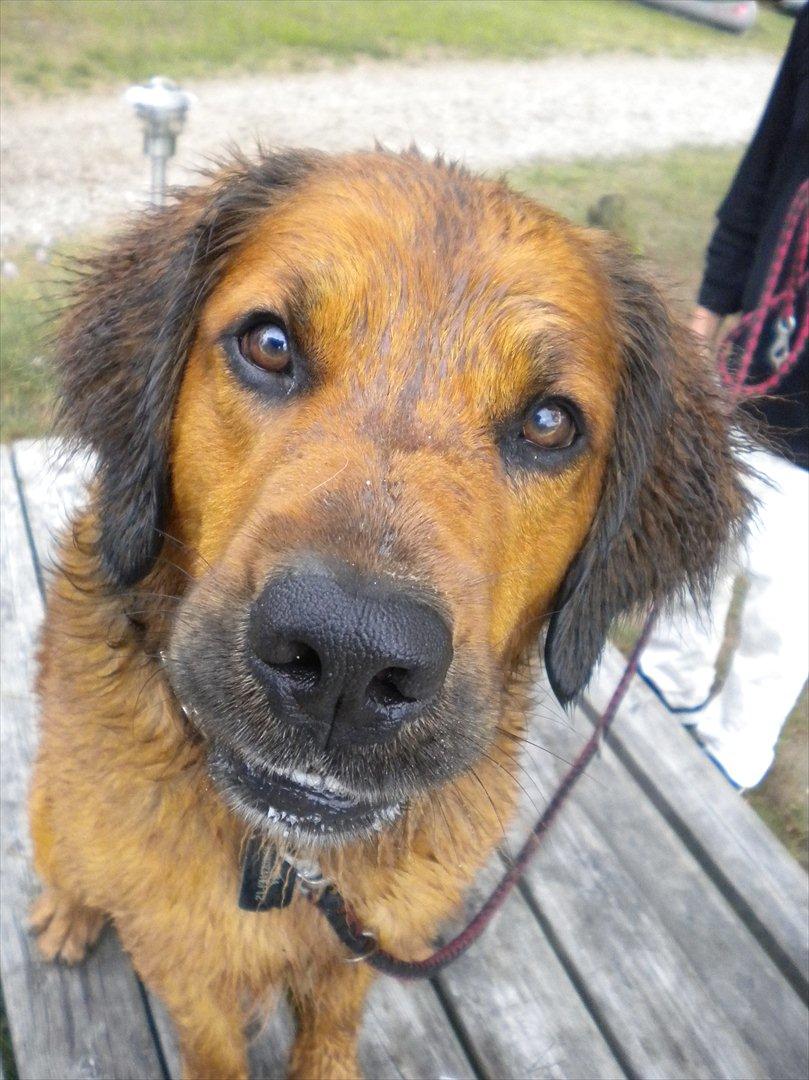 Blanding af racer Pumba billede 1