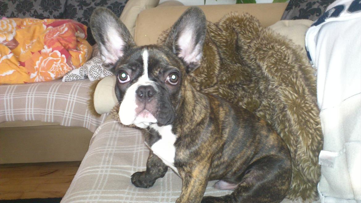Fransk bulldog Tyson (Himmelhund)  - Vi hygger i sofaen. 14,5 uger.  billede 9