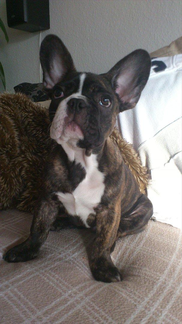 Fransk bulldog Tyson (Himmelhund)  - 14,5 uger. billede 8
