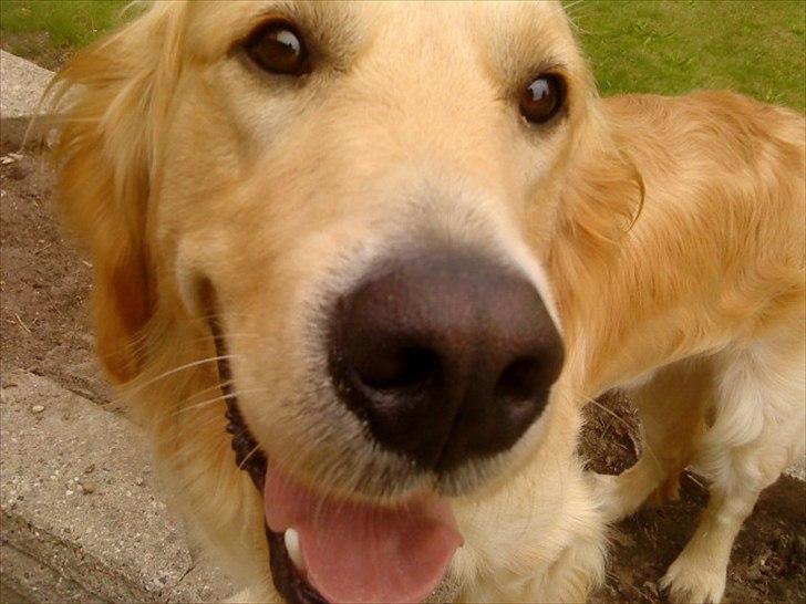 Golden retriever Baliye billede 14