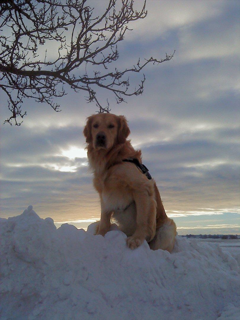 Golden retriever Baliye billede 16