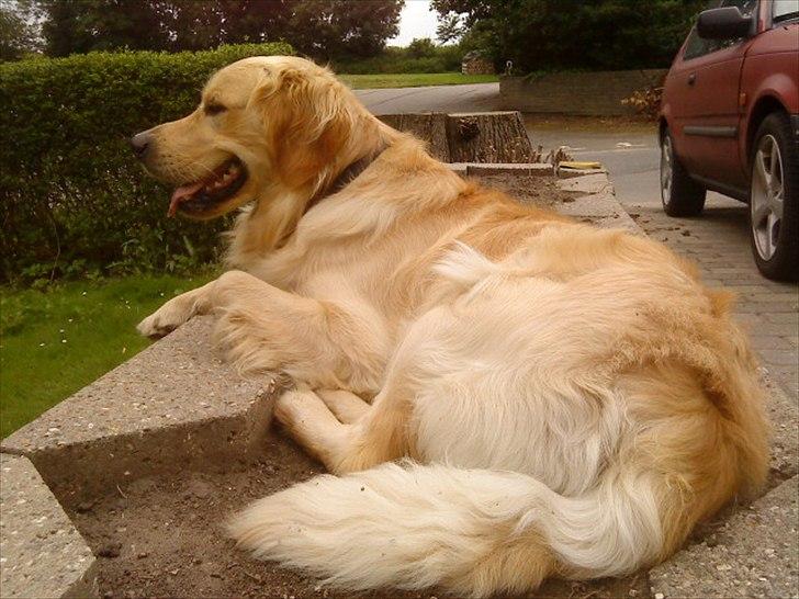 Golden retriever Baliye billede 17